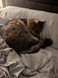 Reunited Male Cat last seen Between Marina Dr Overlook and Marina Launch near the Blue Disc Golf Course in Codorus State Park, Hanover, PA 17331