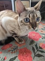 Reunited Unknown Cat last seen 40th & Webster, Oakland, CA 94612