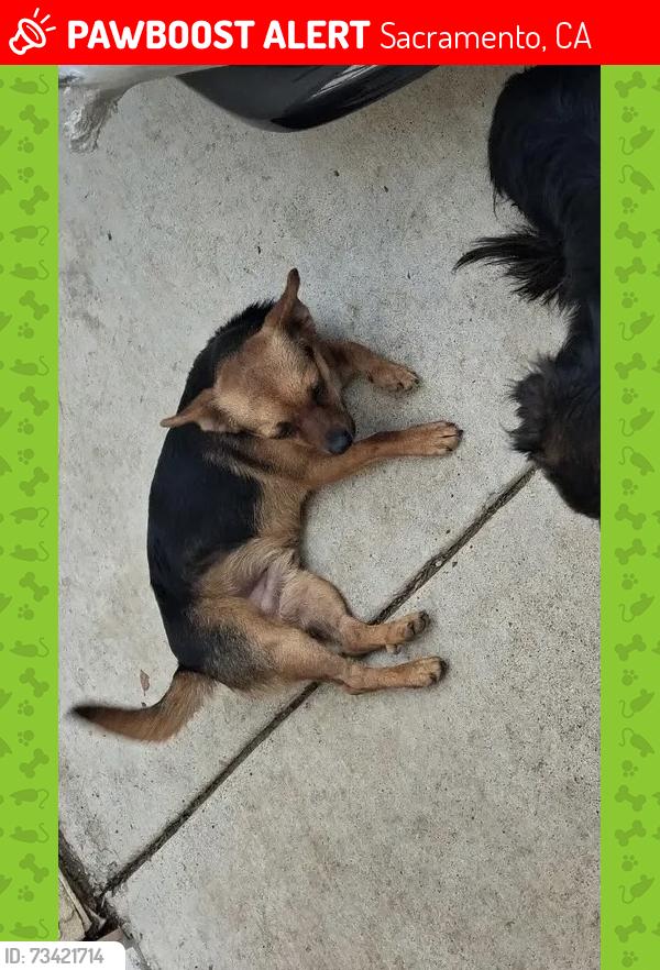 Lost Male Dog last seen Grand ave, Sacramento, CA 95838