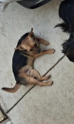 Lost Male Dog last seen Grand ave, Sacramento, CA 95838