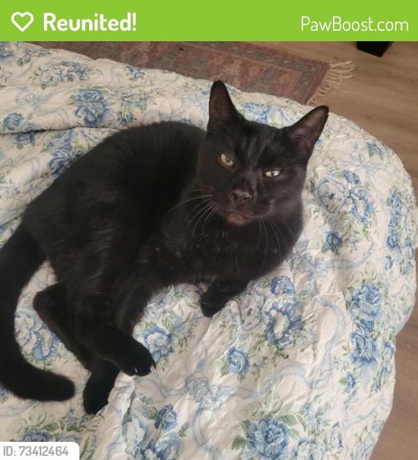 Reunited Male Cat last seen Sepp road debary fl, DeBary, FL 32713
