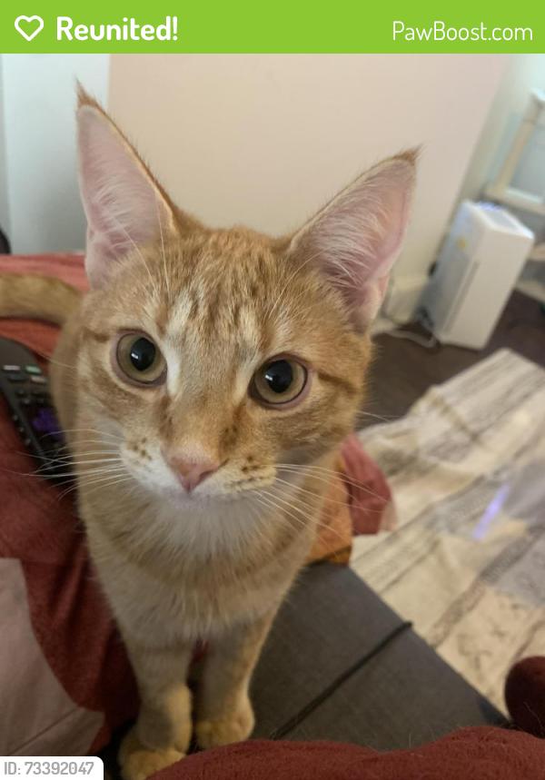 Reunited Male Cat last seen SW 88th and SW 112 Ave, Miami, FL 33176