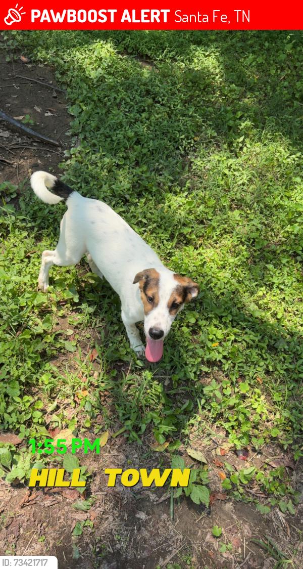 Lost Male Dog last seen Fly road Santa Fe tn, Santa Fe, TN 38482