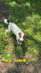 Lost Male Dog last seen Fly road Santa Fe tn, Santa Fe, TN 38482