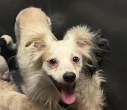 Shelter Stray Male Dog last seen Near BLOCK S FAIRFAX RD, BAKERSFIELD CA 93307, 3951 Fruitvale Ave, Bakersfield, CA 93308, USA