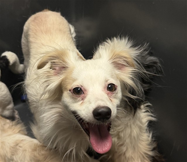 Shelter Stray Male Dog last seen Near BLOCK S FAIRFAX RD, BAKERSFIELD CA 93307, 3951 Fruitvale Ave, Bakersfield, CA 93308, USA