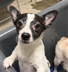 Shelter Stray Male Dog last seen Near BLOCK S FAIRFAX RD, BAKERSFIELD CA 93307, 3951 Fruitvale Ave, Bakersfield, CA 93308, USA