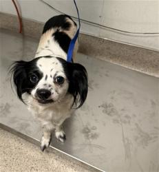 Shelter Stray Female Dog last seen Near BLOCK S FAIRFAX RD, BAKERSFIELD CA 93307, 3951 Fruitvale Ave, Bakersfield, CA 93308, USA