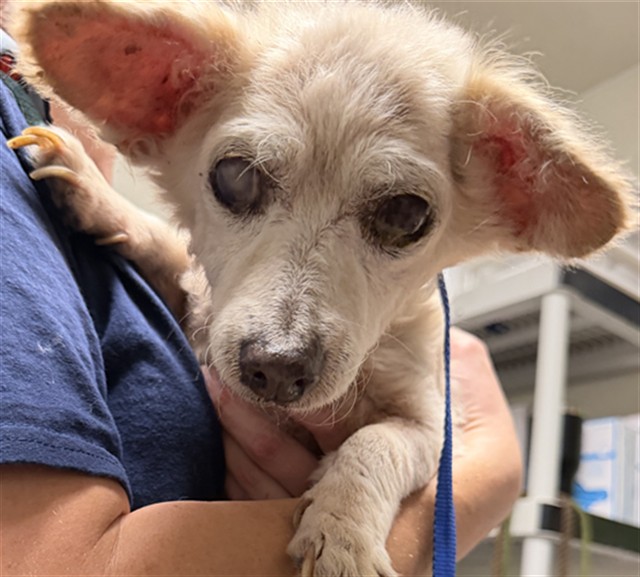 Shelter Stray Female Dog last seen Near BLOCK S FAIRFAX RD, BAKERSFIELD CA 93307, 3951 Fruitvale Ave, Bakersfield, CA 93308, USA
