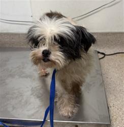 Shelter Stray Female Dog last seen Near BLOCK S FAIRFAX RD, BAKERSFIELD CA 93307, 3951 Fruitvale Ave, Bakersfield, CA 93308, USA