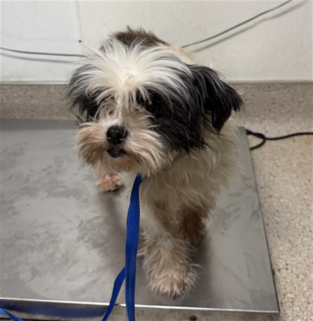 Shelter Stray Female Dog last seen Near BLOCK S FAIRFAX RD, BAKERSFIELD CA 93307, 3951 Fruitvale Ave, Bakersfield, CA 93308, USA