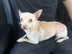 Reunited Male Dog last seen Belhaven Ave, Daly City, CA 94015