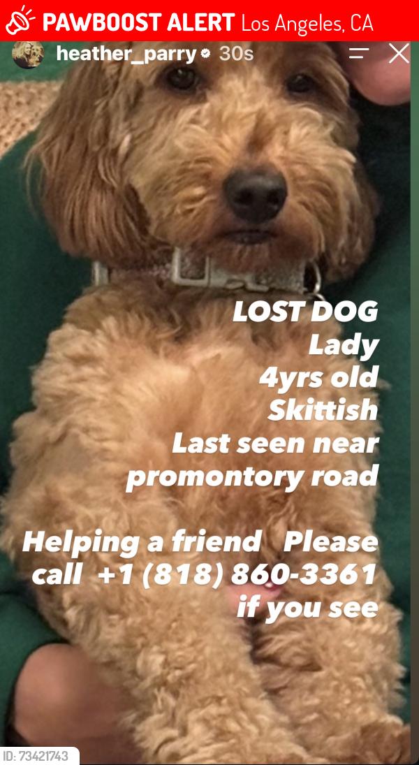 Lost Female Dog last seen Mandeville canyon area, Los Angeles, CA 90049