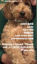 Lost Female Dog last seen Mandeville canyon area, Los Angeles, CA 90049
