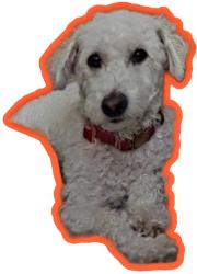 Lost Female Dog last seen Iverson ct, El Paso, TX 79928