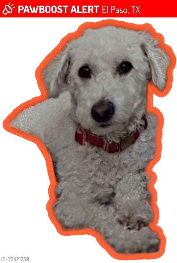 Lost Female Dog last seen Iverson ct, El Paso, TX 79928