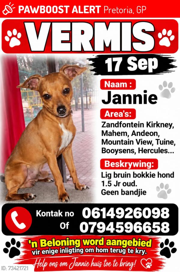 Lost Male Dog last seen Van der hoff rd Cornelia street, Pretoria, GP 0182