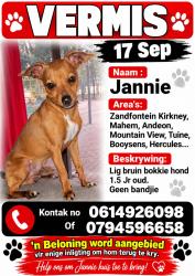 Lost Male Dog last seen Van der hoff rd Cornelia street, Pretoria, GP 0182