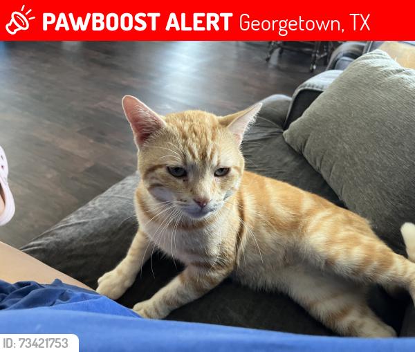 Lost Male Cat last seen Near fm 1105, Georgetown, TX 78626