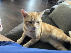 Lost Male Cat last seen Near fm 1105, Georgetown, TX 78626