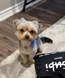 Lost Male Dog last seen Encore Landing, Temple, TX 76502