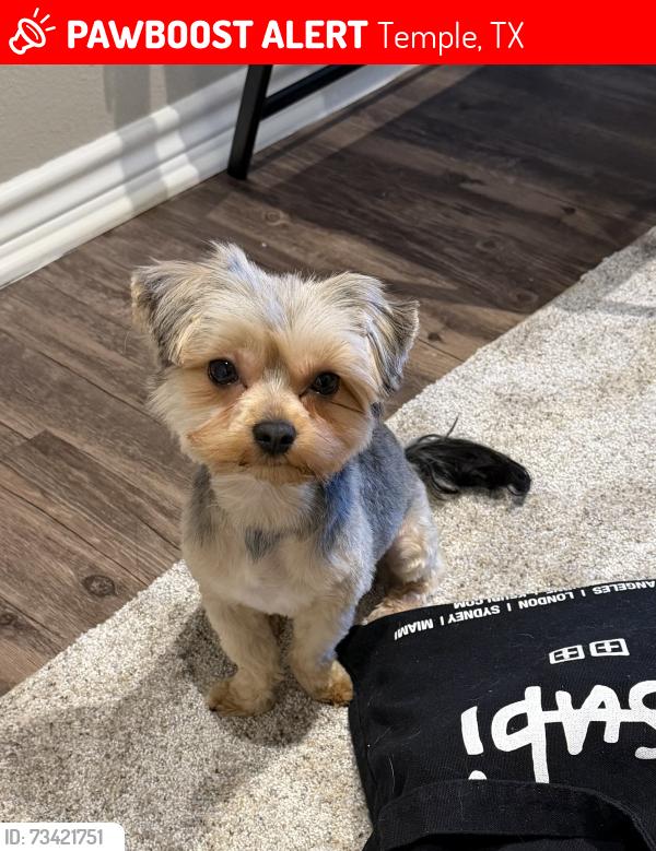 Lost Male Dog last seen Encore Landing, Temple, TX 76502