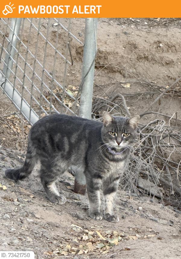 Found/Stray Male Cat last seen Albers & Milnes Rd, Modesto, CA, Stanislaus County, CA 95357
