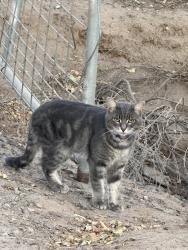 Found/Stray Male Cat last seen Albers & Milnes Rd, Modesto, CA, Stanislaus County, CA 95357