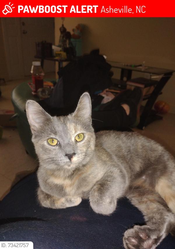 Lost Female Cat last seen Hillcrest apmts, Asheville, NC 28803