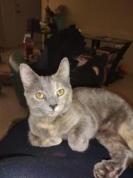 Lost Female Cat last seen Hillcrest apmts, Asheville, NC 28803