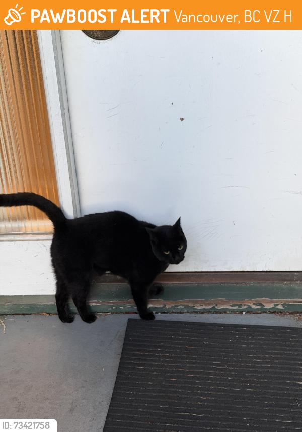 Found/Stray Unknown Cat last seen Near Manson Street, Vancouver, BC V5Z 3H1