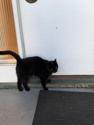 Found/Stray Unknown Cat last seen Near Manson Street, Vancouver, BC V5Z 3H1