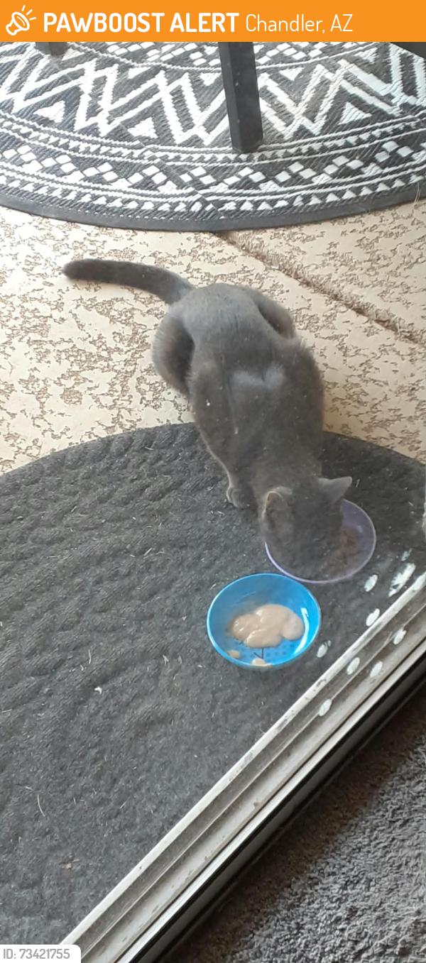 Found/Stray Unknown Cat last seen Ray and McQueen rd,, Chandler, AZ 85225