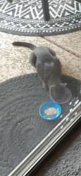 Found/Stray Unknown Cat last seen Ray and McQueen rd,, Chandler, AZ 85225