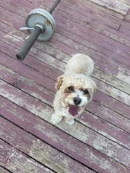 Found/Stray Male Dog last seen Bruce & Bonanza, Las Vegas, NV 89101