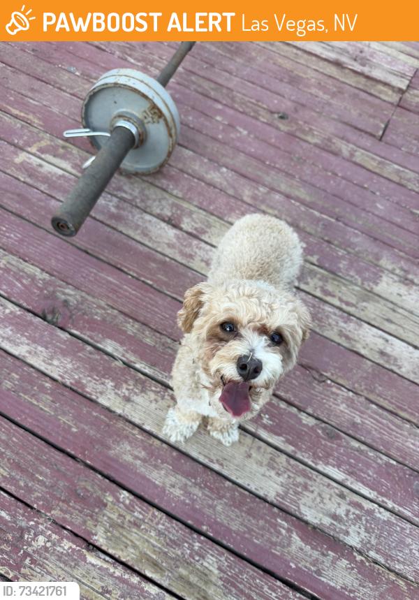 Found/Stray Male Dog last seen Bruce & Bonanza, Las Vegas, NV 89101