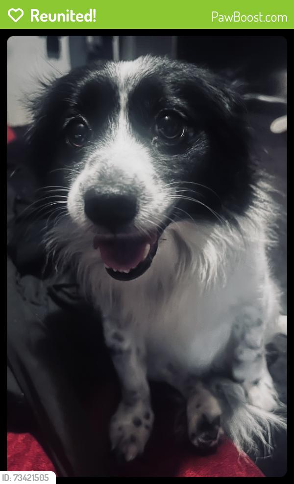 Reunited Male Dog last seen Loma Verde Park in La Habra (500-510 South Walnut Street), La Habra, CA 90631