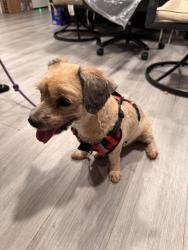 Found/Stray Female Dog last seen Far Rockaway, ny, Queens, NY 11559