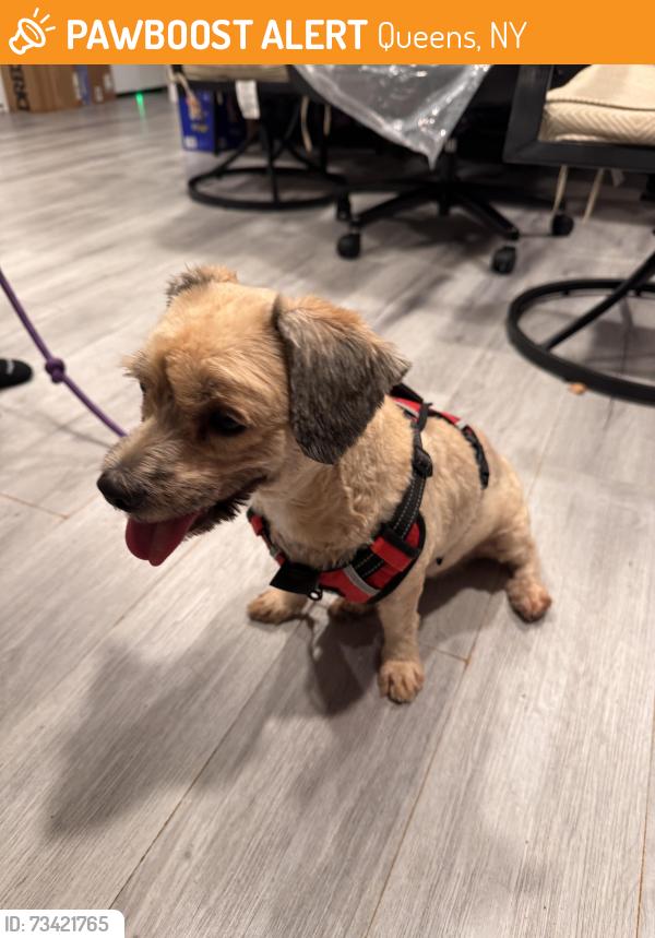 Found/Stray Female Dog last seen Far Rockaway, ny, Queens, NY 11559