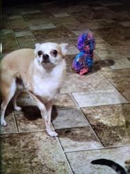 Lost Male Dog last seen Near stonegate, Shreveport, LA 71129