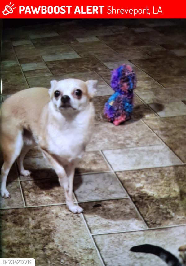 Lost Male Dog last seen Near stonegate, Shreveport, LA 71129