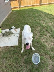 Found/Stray Male Dog last seen Near east and Military, San Antonio, TX 78227