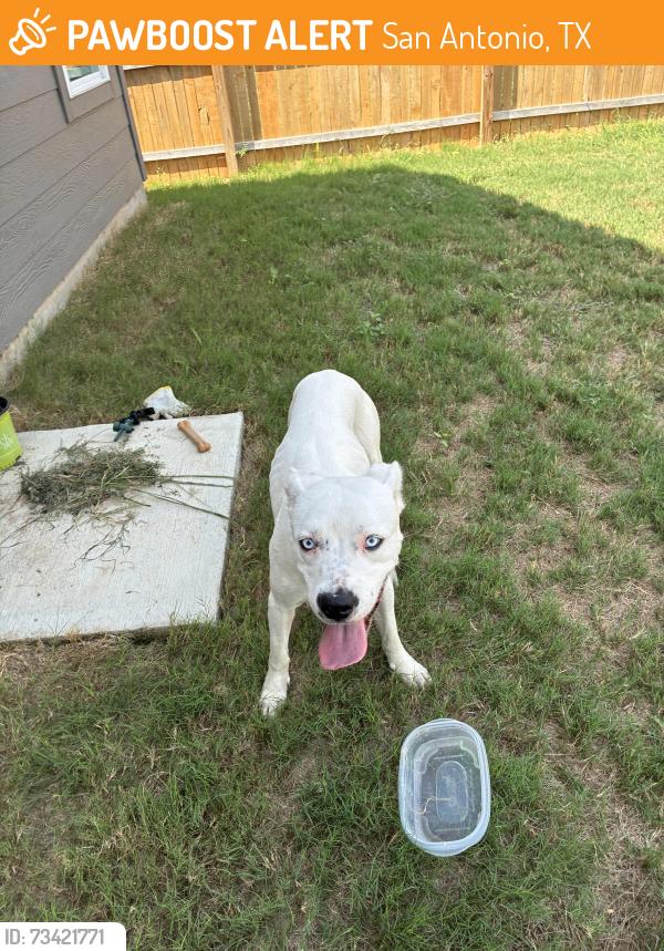 Found/Stray Male Dog last seen Near east and Military, San Antonio, TX 78227