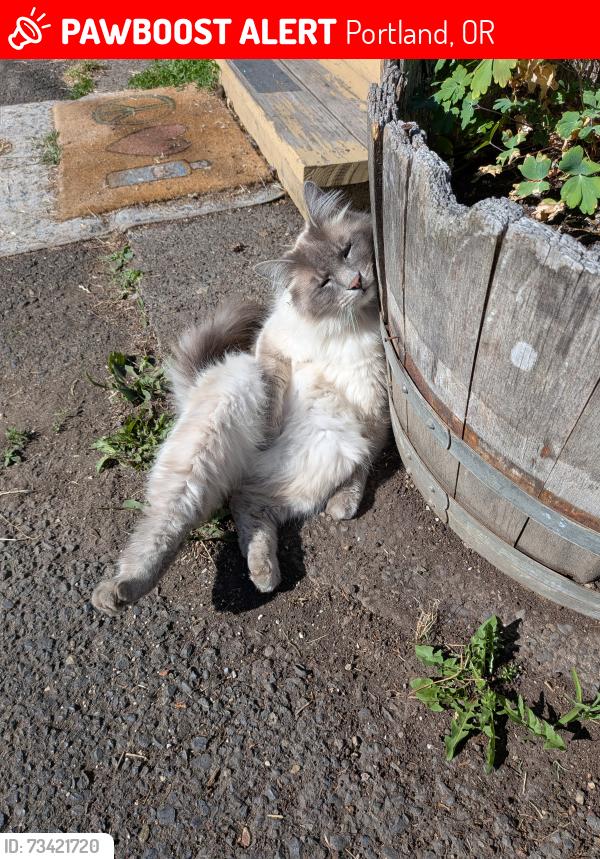 Lost Male Cat last seen NE 72ND Ave & Lombard . Fir Grove RV Park, Portland, OR 97218