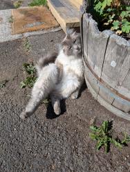 Lost Male Cat last seen NE 72ND Ave & Lombard . Fir Grove RV Park, Portland, OR 97218
