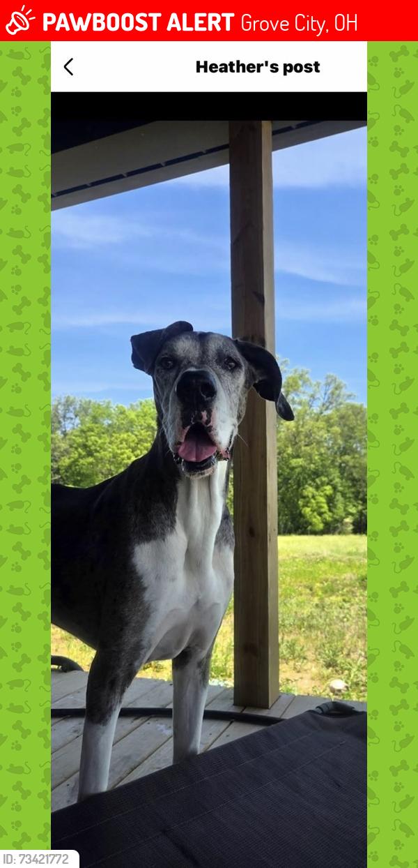 Lost Female Dog last seen Oak hills, trailer park, Grove City, OH 43123