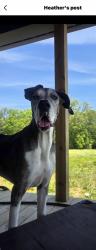Lost Female Dog last seen Oak hills, trailer park, Grove City, OH 43123