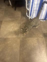 Reunited Male Cat last seen Cherokee, Salinas, CA 93906