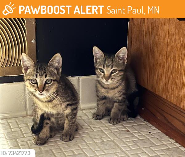 Found/Stray Unknown Cat last seen Danforth And Wheelock, Saint Paul, MN 55117