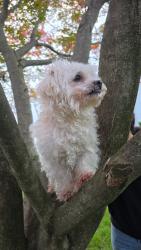 Lost Male Dog last seen Grin's Mills Reacreation Area, Reading, PA 19601